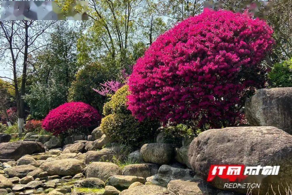 湖南｜苗木花卉種植面積166萬畝 年銷售額140億元(圖1)