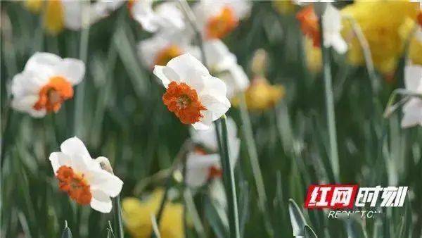 湖南｜苗木花卉種植面積166萬畝 年銷售額140億元(圖3)