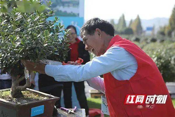 湖南｜苗木花卉種植面積166萬畝 年銷售額140億元(圖4)