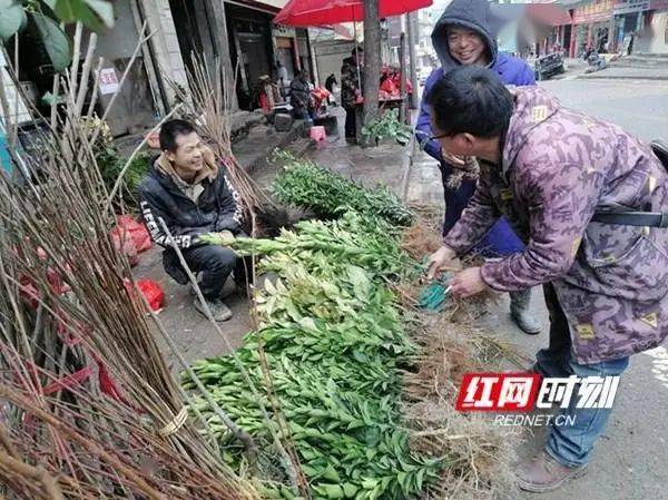 新晃｜春暖種樹(shù)忙 苗木銷售旺(圖3)